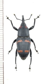 オサゾウムシの一種　Rhynchophoridae species　 ブラジル