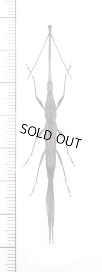 ミツギリゾウムシの一種　 Brentidae species　特大♂　インドネシア（シュラウェシ島）