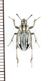 ゴミムシダマシの一種　Pachynotelus sp.　ナミビア