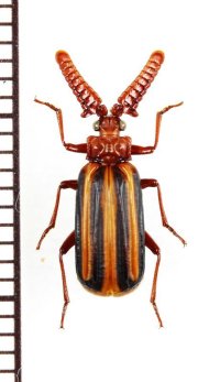 ヒゲブトオサムシ族の一種　Heteropaussus sp.　南アフリカ共和国
