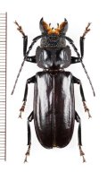 カミキリムシの一種　Mallodon dasystomus　♂　メキシコ