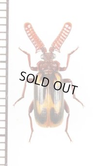 ヒゲブトオサムシ族の一種　Heteropaussus sp.　南アフリカ共和国