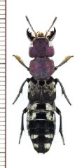 アリバチ擬態のハネカクシの一種　Platydracus procerus　ザンビア