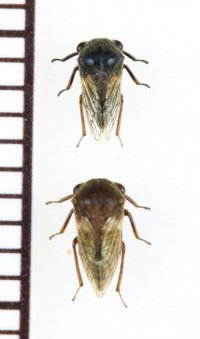 オキナワマルツノゼミ近似種　Gargara sp.　ペア　石垣島