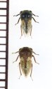 画像1: オキナワマルツノゼミ近似種　Gargara sp.　ペア　石垣島 (1)