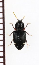 好蟻性コメツキムシの一種　Agroeus sp.　タイ