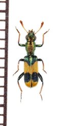 カッコウムシの一種　Cleridae species　オーストラリア