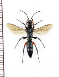 ルソンケラトリバチ　♀　石垣島