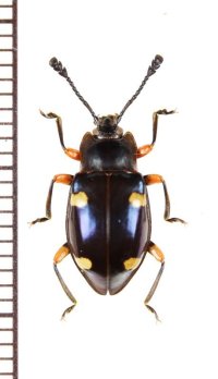 タイワンオオテントウダマシ　♀　宮崎県