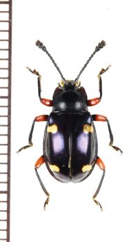 タイワンオオテントウダマシ　♂　対馬