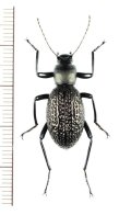 ゴミムシダマシの一種　Morphostenophanes sp.　ベトナム北東部