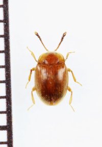 キイロムクゲテントウダマシ　石垣島