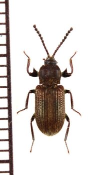 好白蟻性のゴミムシダマシの一種　Gonocnemis sp.　ベトナム