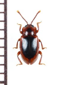 セグロツヤテントウダマシ　石垣島