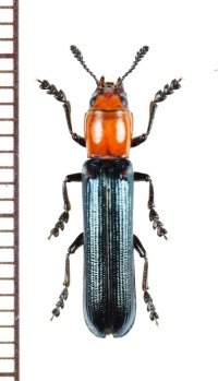 コメツキモドキの一種　 Languriidae species　ベトナム北東部