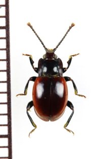 フチトリツヤテントウダマシ　奈良県