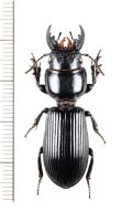 オオヒョウタンゴミムシ　Scarites sulcatus　ベトナム北中部