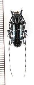 ツヤハダゴマダラカミキリ　♂　山口県