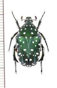 ハナムグリの一種　Protaetia niveoguttata　♂　ベトナム南部