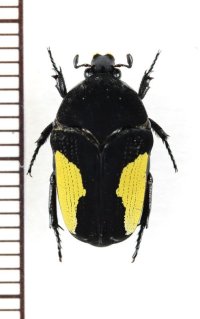 ハナムグリの一種　Clinteria sp.　♀　ベトナム南部