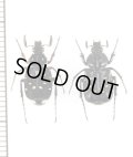 トラハナムグリの一種　Paratrichius sp.　ペア　ベトナム北東部