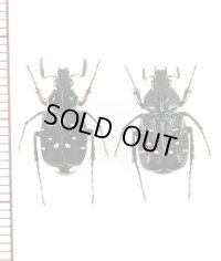 トラハナムグリの一種　Paratrichius sp.　ペア　ベトナム北東部