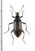 ゴミムシダマシの一種　Strongylium sp.　ベトナム北東部