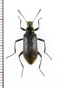 ゴミムシダマシの一種　Strongylium sp.　ベトナム北東部