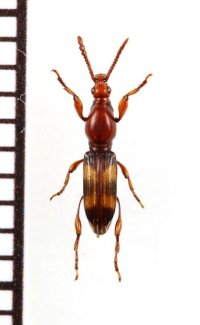 クロオビホソミツギリゾウムシ　屋久島