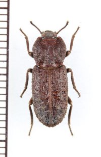 アトコブゴミムシダマシの一種　Zopheridae species　メキシコ