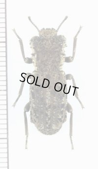 アトコブゴミムシダマシの一種　Zopheridae species　メキシコ