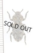 アトコブゴミムシダマシの一種　Zopheridae species　タンザニア