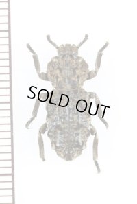 アトコブゴミムシダマシの一種　Zopheridae species　タンザニア