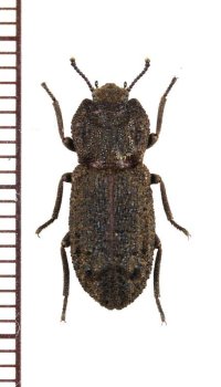 アトコブゴミムシダマシの一種　Zopheridae species　メキシコ