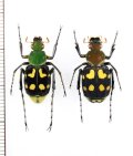 トラハナムグリの一種　Epitrichius bifasciatus　ペア　ベトナム北東部