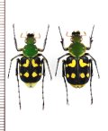 トラハナムグリの一種　Epitrichius bifasciatus　ペア　ベトナム北東部