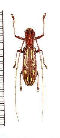 ミツギリゾウムシ擬態のカミキリムシの一種　Olenecamptus sandacanus　♀　 ベトナム南部