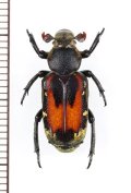 アリノスハナムグリの一種 　Clinterocera nigra　♀　台湾
