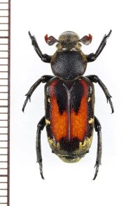 アリノスハナムグリの一種 　Clinterocera nigra　♀　台湾
