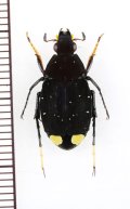 トラハナムグリの一種　Tibootrichius violaceus　♂　ベトナム中部