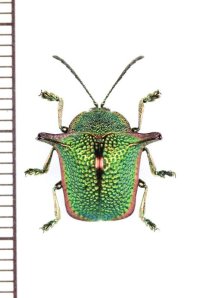 ブローチハムシの一種　Omocerus masoni　ペルー