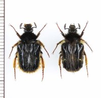 ハナバチハナムグリの一種　Bombodes sp.　ペア　ベトナム北東部