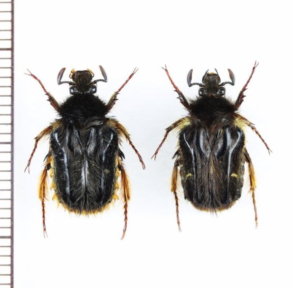 画像1: ハナバチハナムグリの一種　Bombodes sp.　ペア　ベトナム北東部