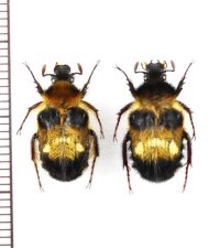 ハナバチハナムグリの一種　Bombodes vitalisi　ペア　ベトナム北東部