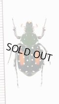 トラハナムグリの一種　Agnorimus pictus　♀　ベトナム北東部