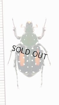 トラハナムグリの一種　Agnorimus pictus　♀　ベトナム北東部