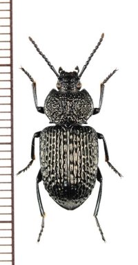 ゴミムシダマシの一種　Tenebrionidae species　オーストラリア