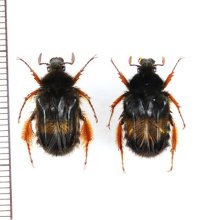 ハナバチハナムグリの一種　Bombodes ursas　ペア　ベトナム北東部