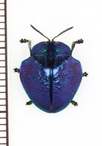 ブローチハムシの一種　Stolas discoides　ブルータイプ　ペルー