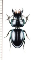 ヒョウタンゴミムシの一種　Carenum sp.　オーストラリア